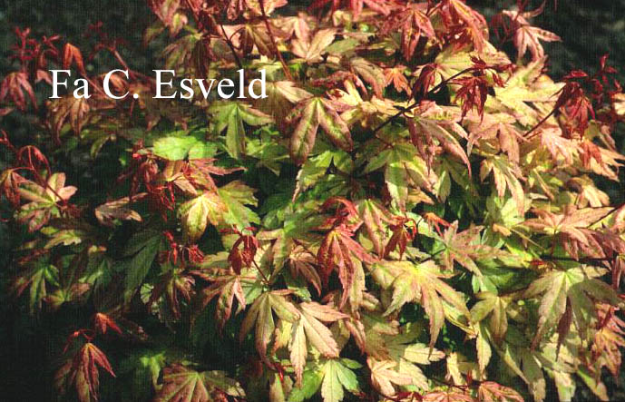 Acer palmatum 'Momoiro-koyasan'