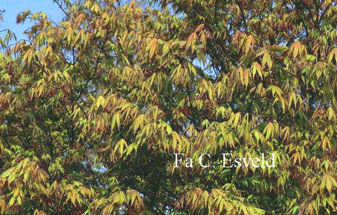 Acer palmatum 'Mon zukushi'