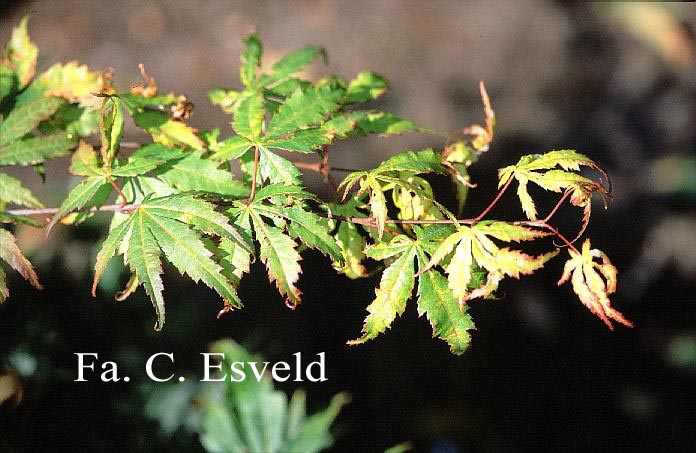 Acer palmatum 'Mono-zigawa'