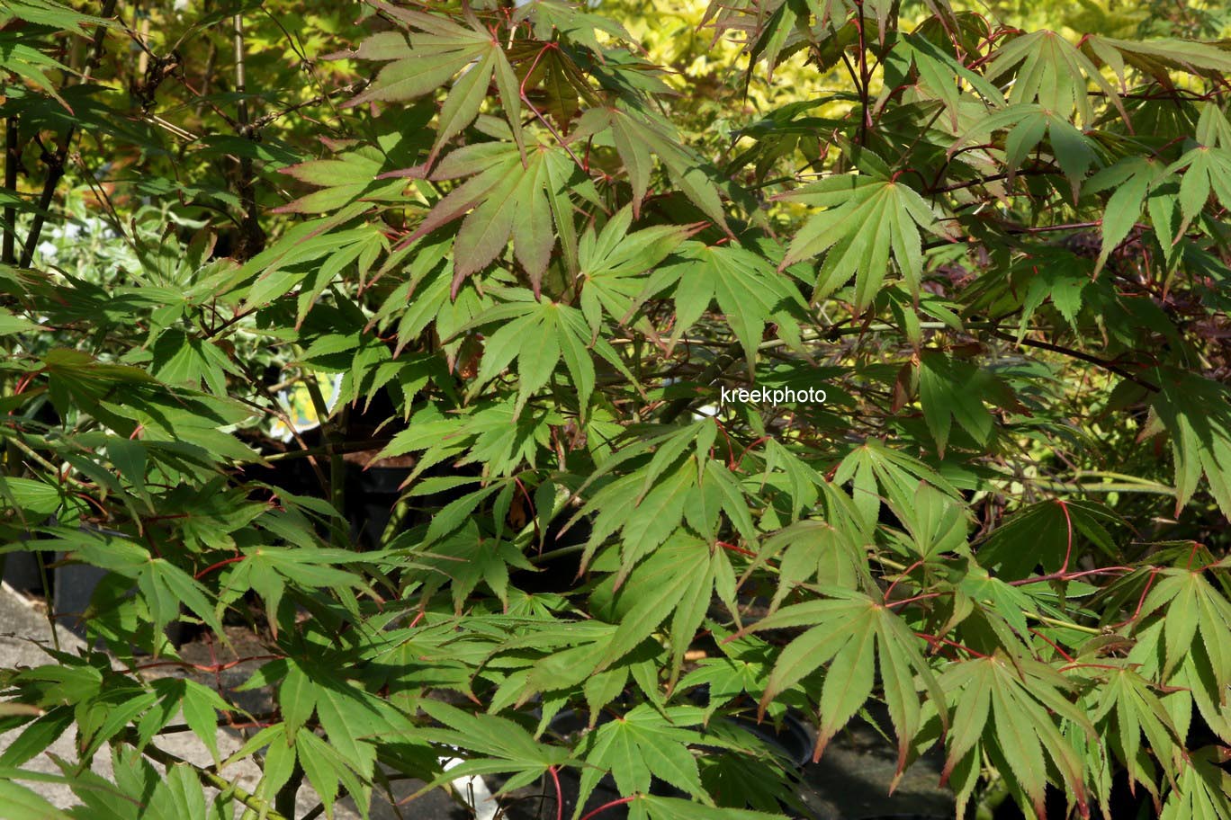 Acer palmatum 'Mori-no-miya'