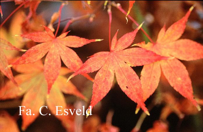 Acer palmatum 'Moto-koto-no-ito'