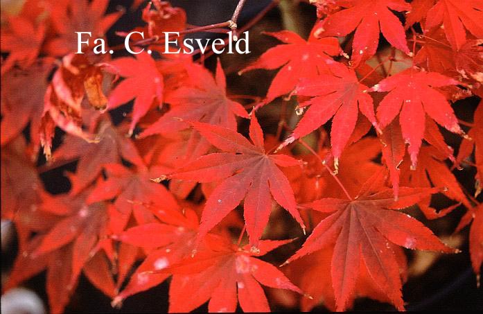 Acer palmatum 'Murasaki-iroha'
