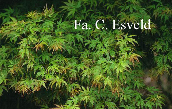 Acer palmatum 'Mure-hibari'