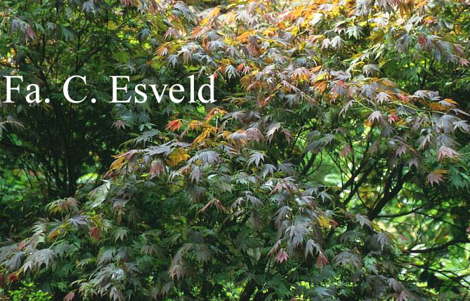 Acer palmatum 'Muro-gawa'