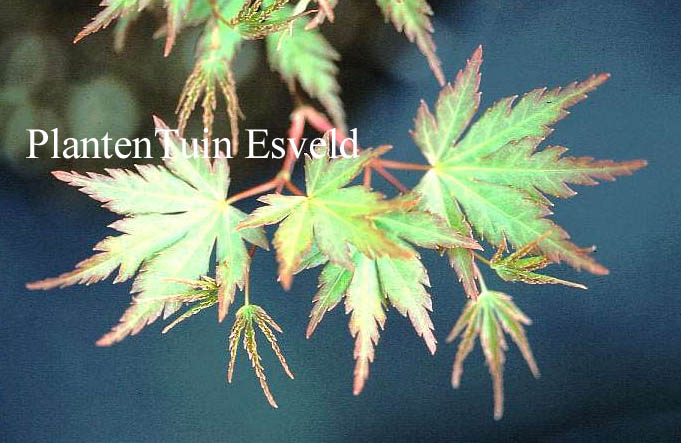 Acer palmatum 'Nagisa-hime'