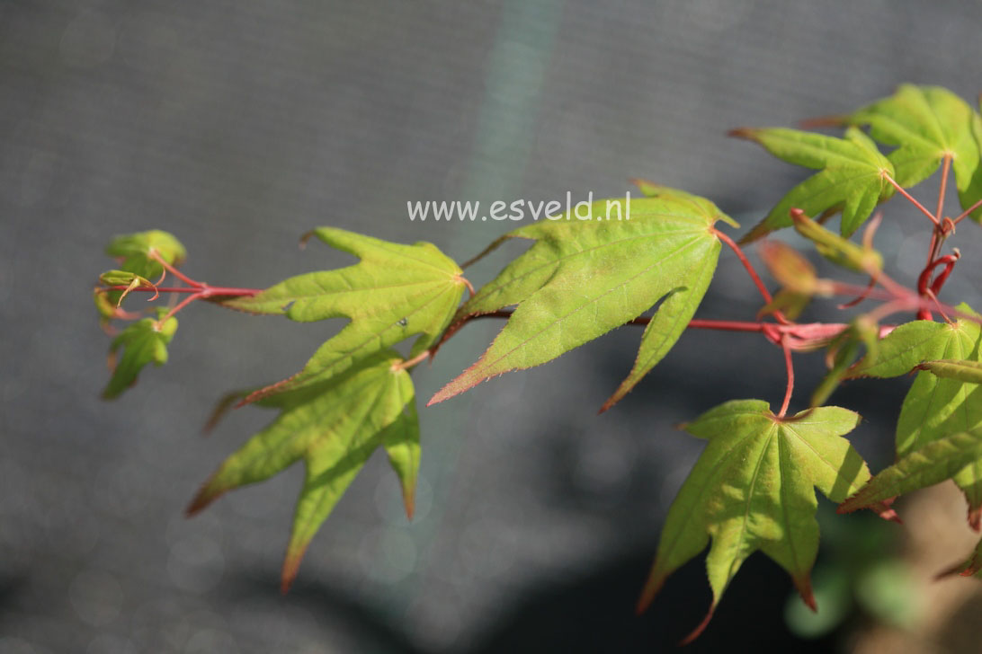 Acer palmatum 'Naka-oku-gawa'
