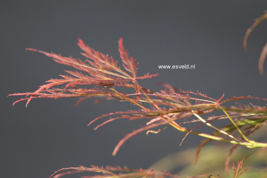 Acer palmatum 'Nancy's Legacy'