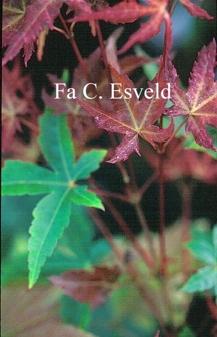 Acer palmatum 'Naniwa-beni'
