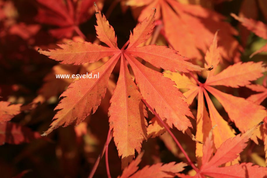 Acer palmatum 'Natsu midori a'