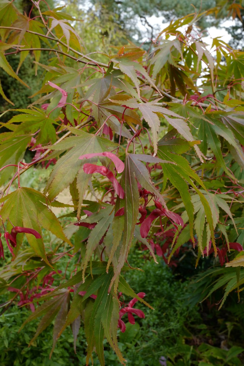 Acer palmatum 'Nicholsonii'