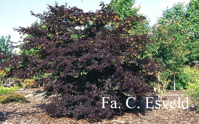 Acer palmatum 'Nigrum'