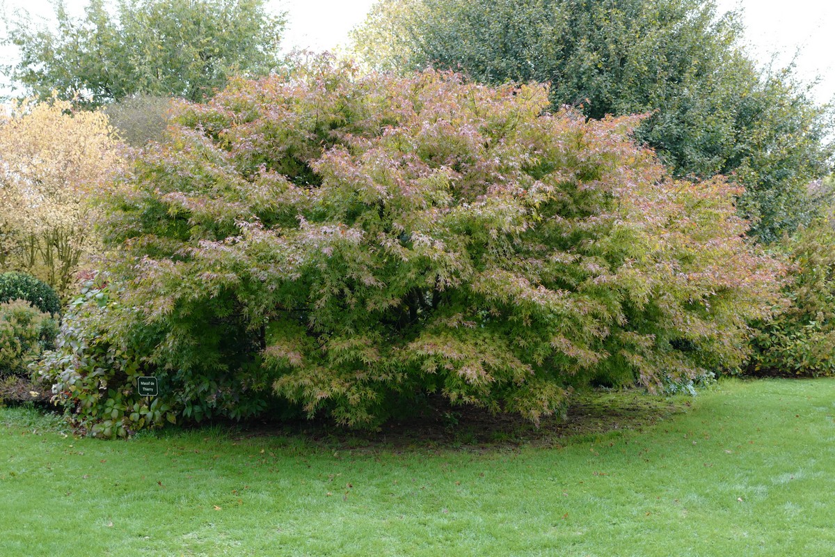 Acer palmatum 'Nishiki-gawa'