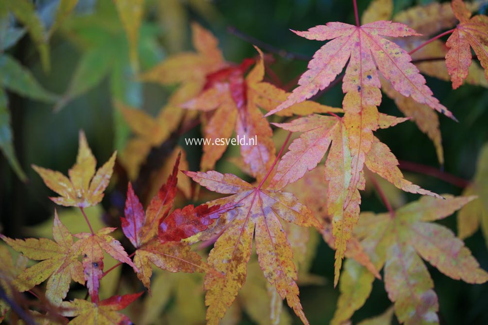 Acer palmatum 'Nishiki-yamato'