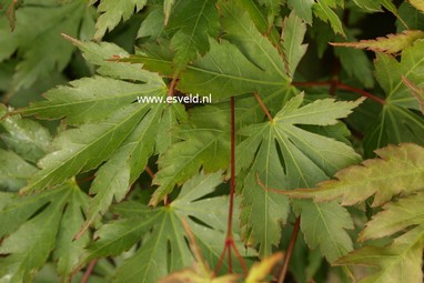 Acer palmatum 'Nogat'