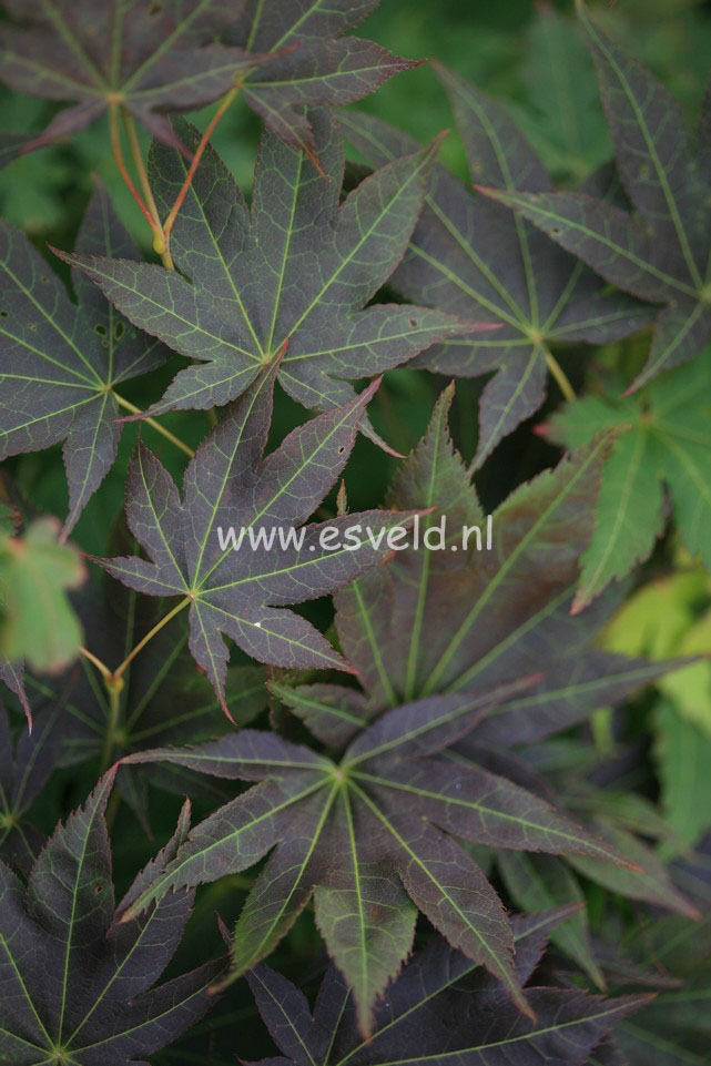 Acer palmatum 'Nomura-kohyoh'