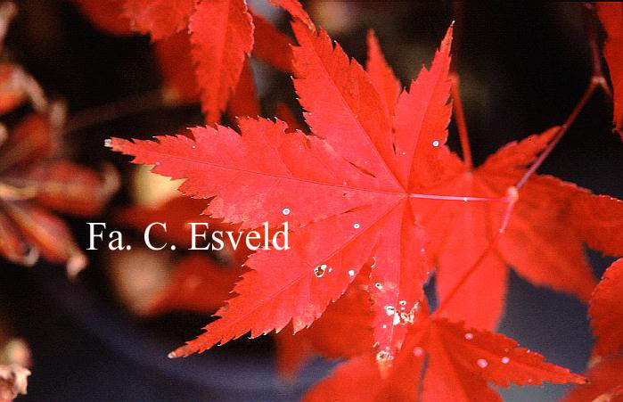 Acer palmatum 'Noto'