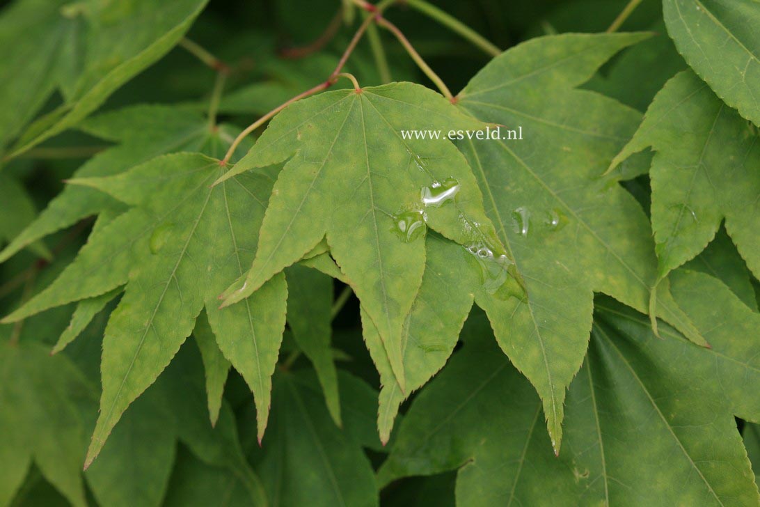 Acer palmatum 'Nyaku-oji'