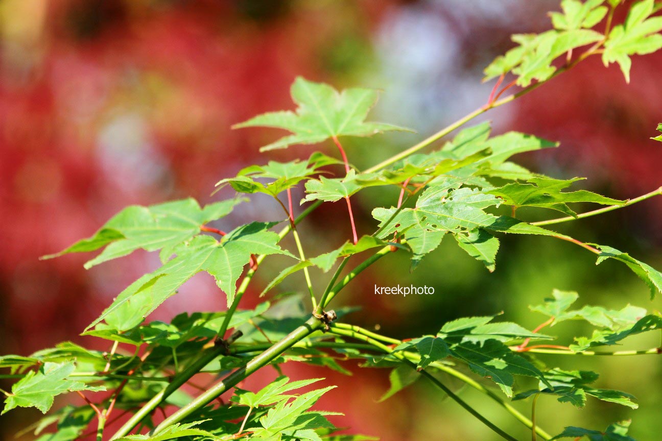 Acer palmatum 'Obata'