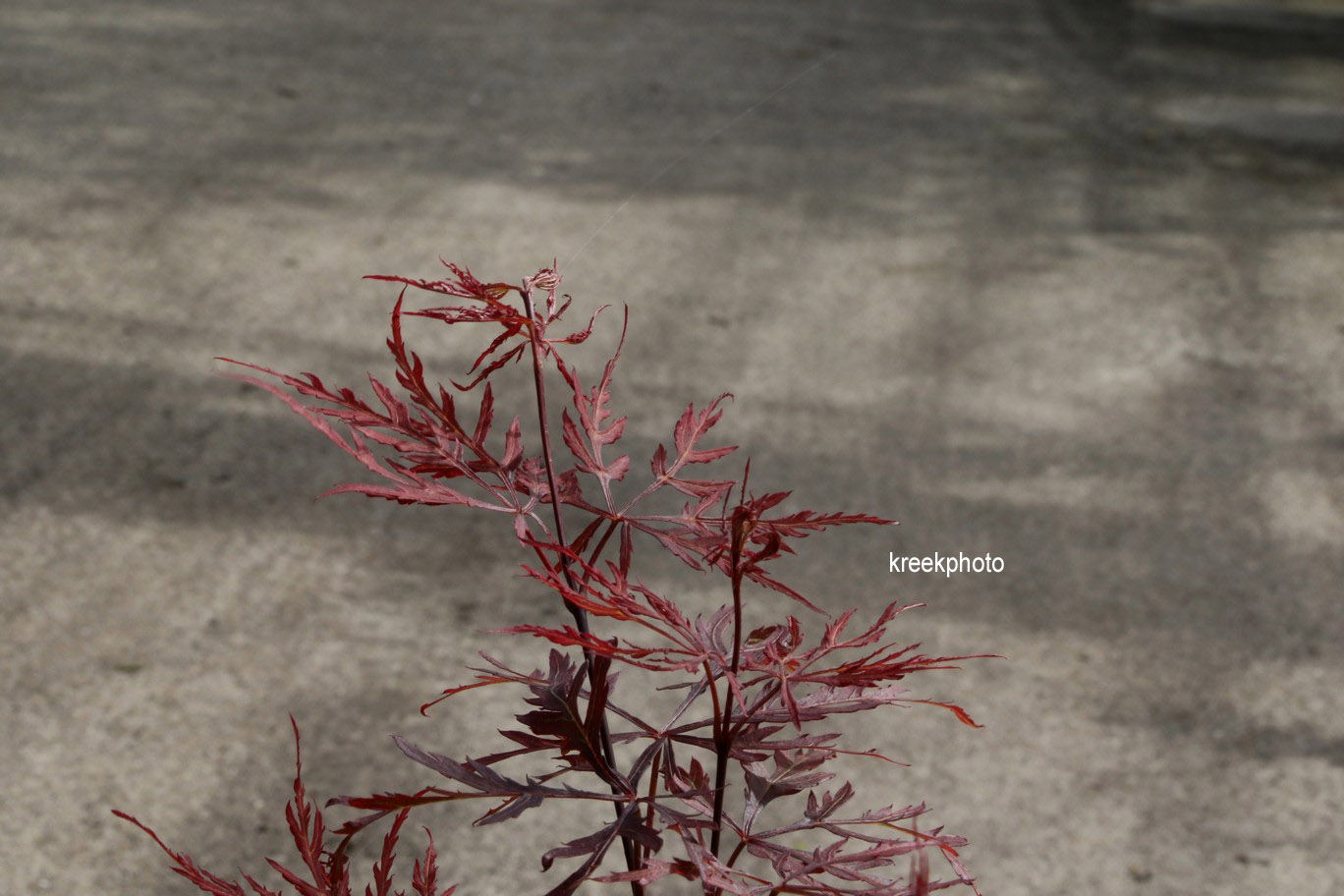 Acer palmatum 'Octopus'