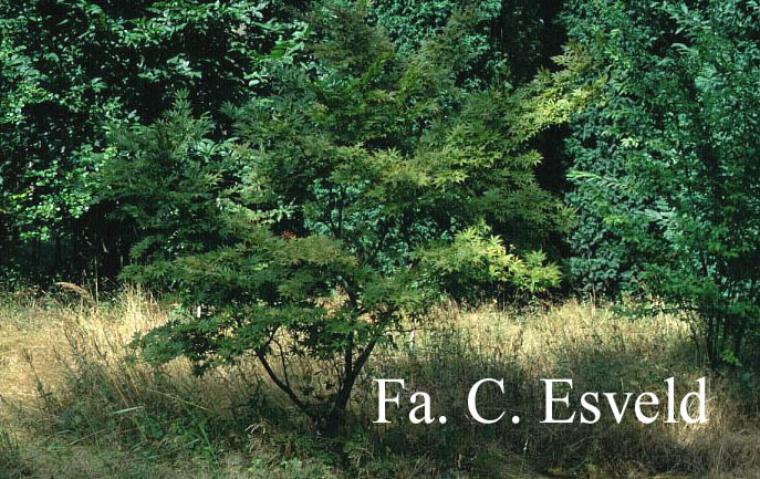 Acer palmatum 'Ōgon-sarasa'