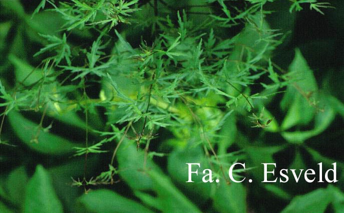 Acer palmatum 'Okina'