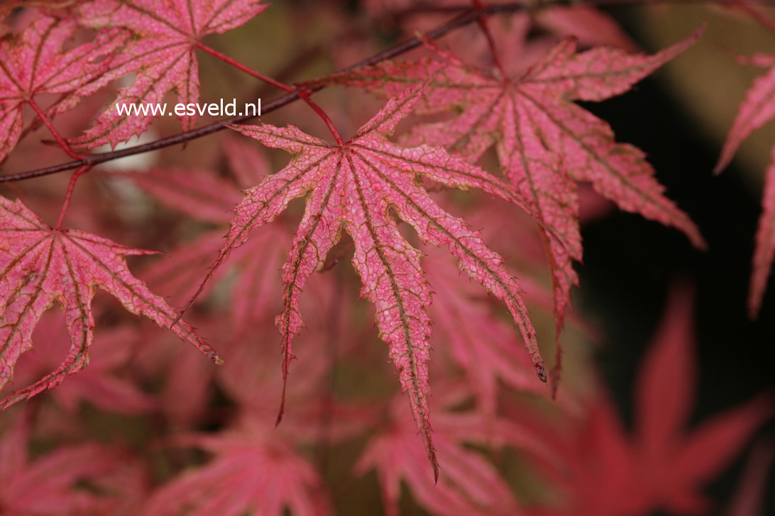 Acer palmatum 'Olsen Frosted Strawberry'