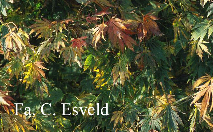 Acer palmatum 'Omura-yama