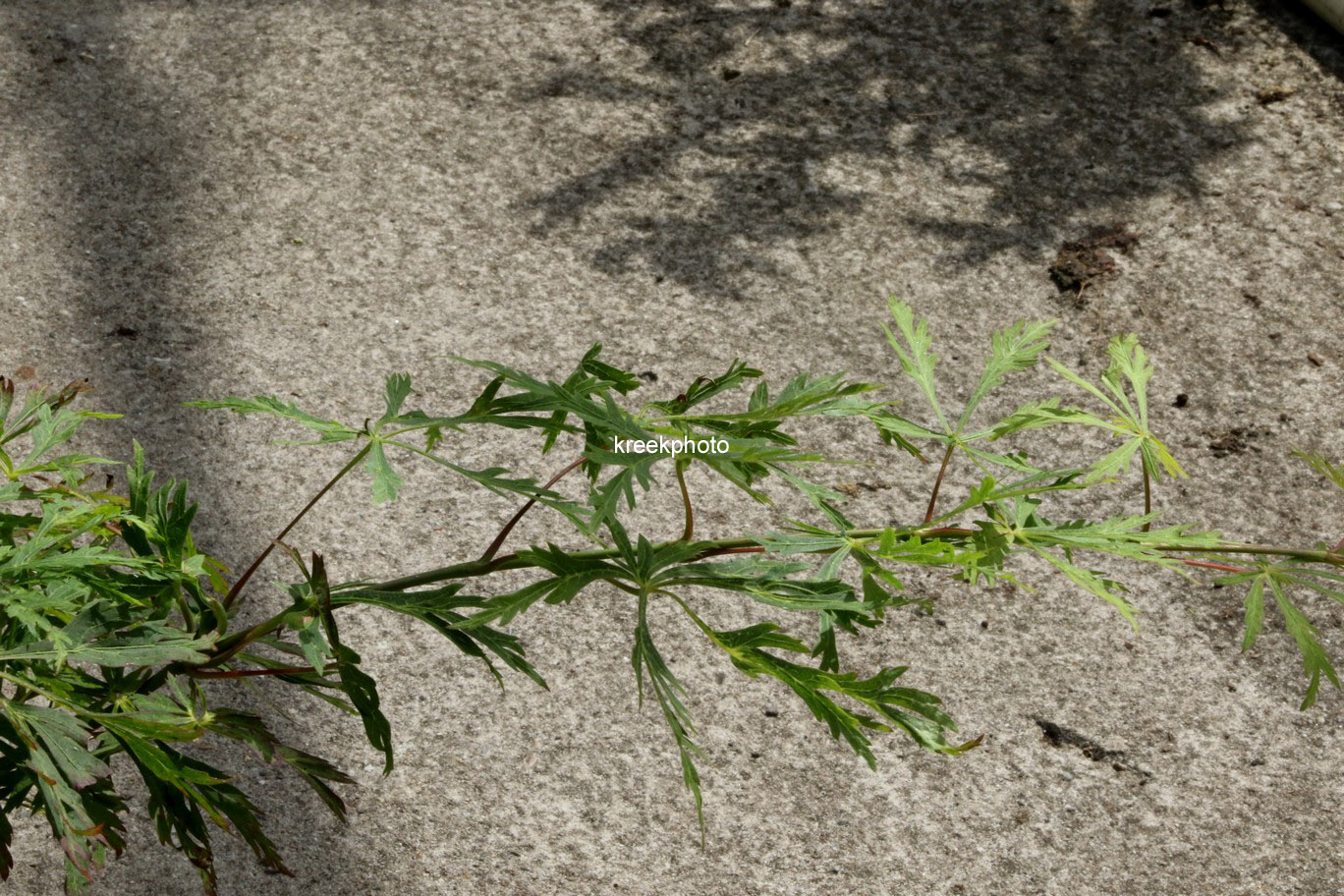 Acer palmatum 'Oregon Fern'