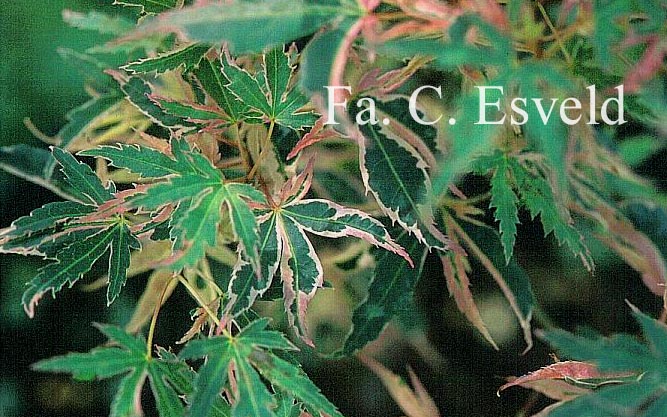 Acer palmatum 'Ori-zuru'