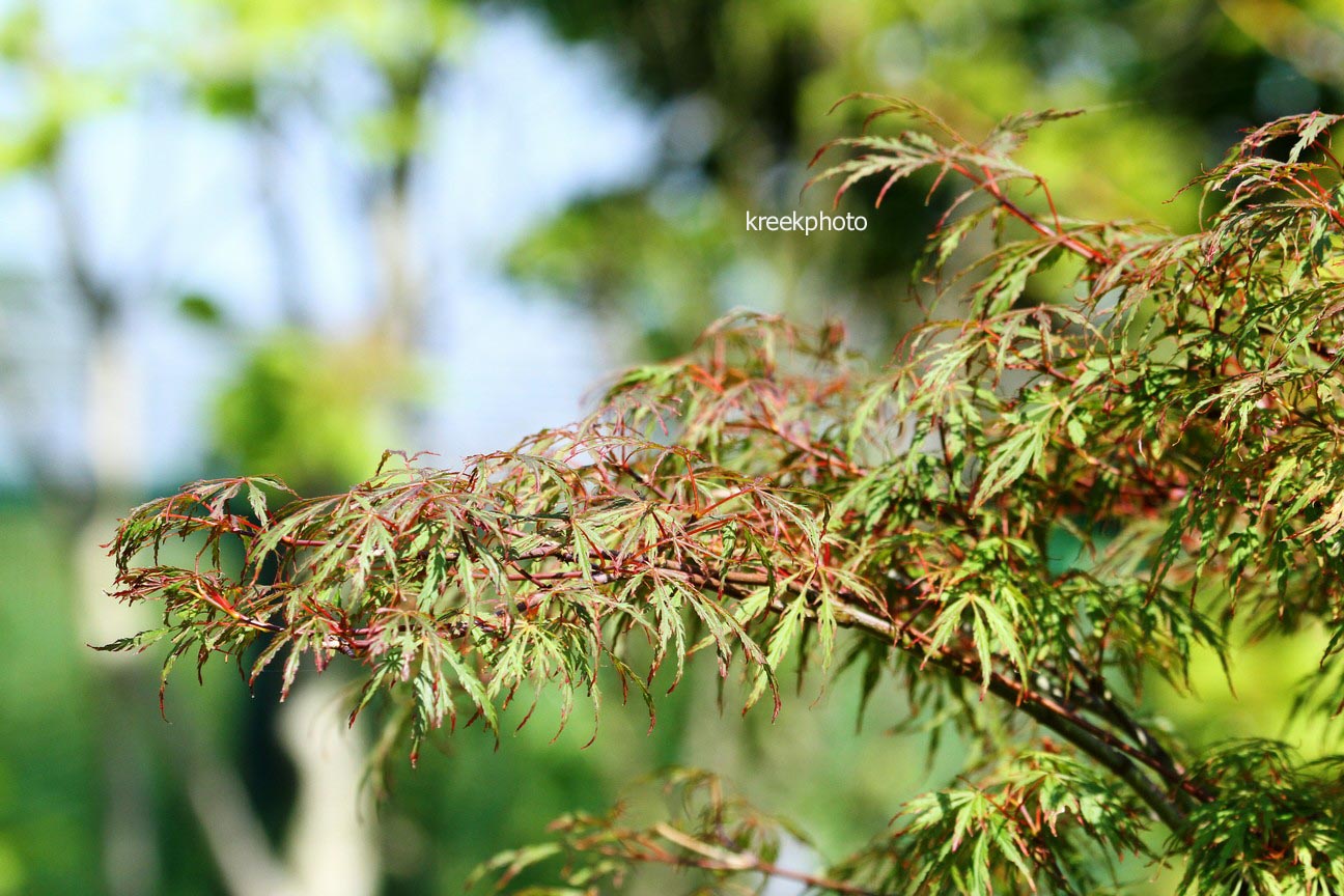 Acer palmatum 'Oriental Lace'