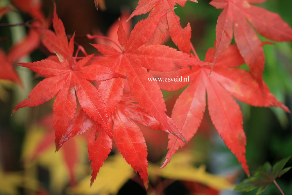 Acer palmatum 'Oriental Mystery'