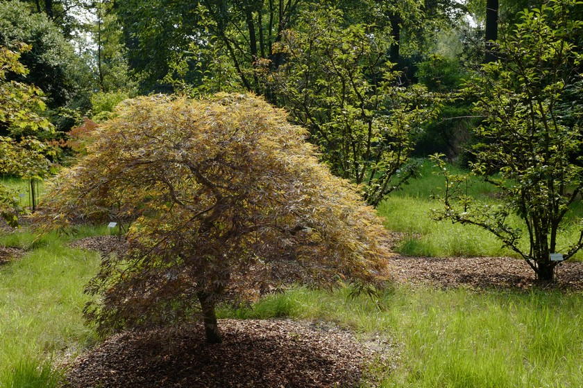 Acer palmatum 'Ornatum'