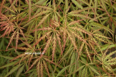 Acer palmatum 'Peggy'