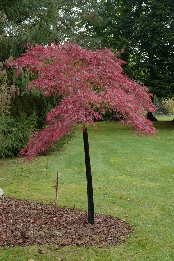 Acer palmatum 'Pink Filigree'