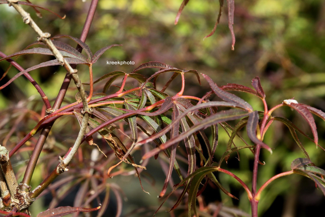 Acer palmatum 'Red Falcon'
