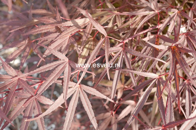 Acer palmatum 'Red Planet'