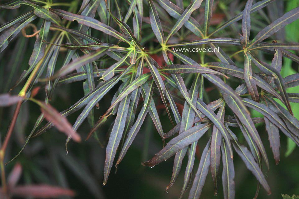 Acer palmatum 'Red Pygmy Seedling'