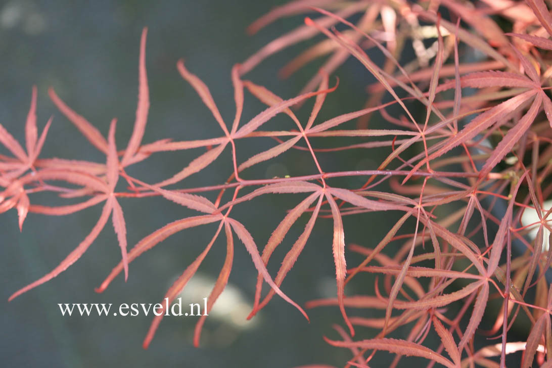 Acer palmatum 'Red Spider'