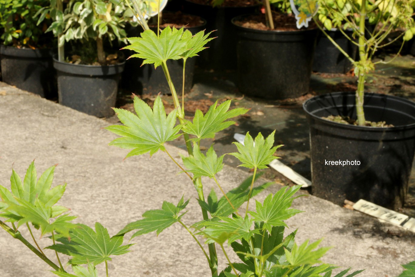 Acer palmatum 'Red Wing'
