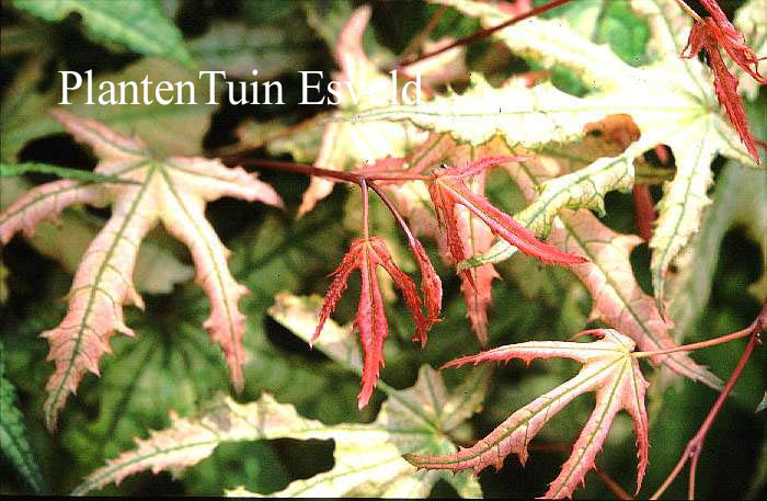 Acer palmatum 'Reticulatum Purple'