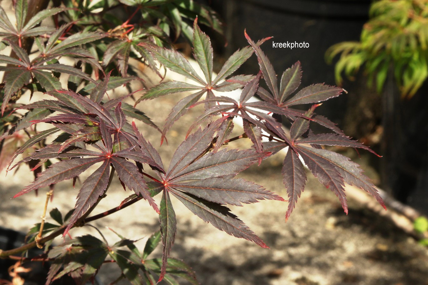 Acer palmatum 'Rite of Spring'