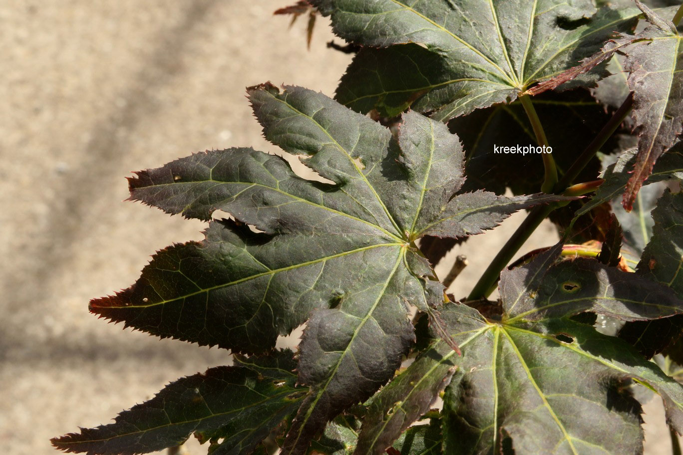 Acer palmatum 'Ruby Ridge'