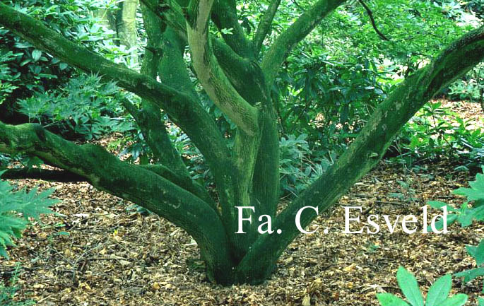 Acer palmatum 'Rufescens'