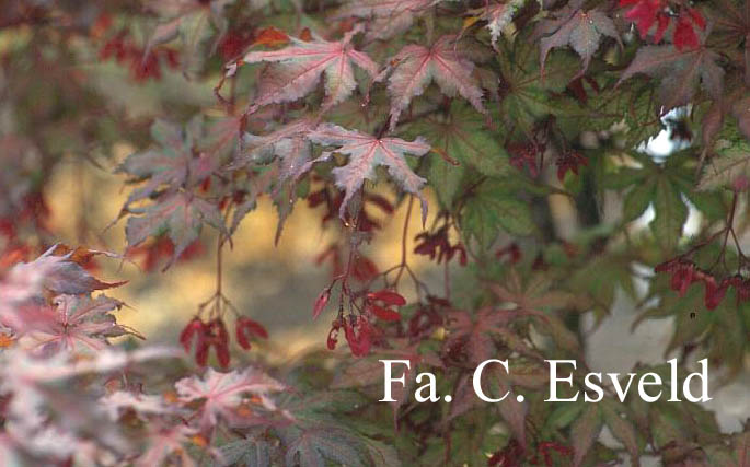 Acer palmatum 'Rugose Select'