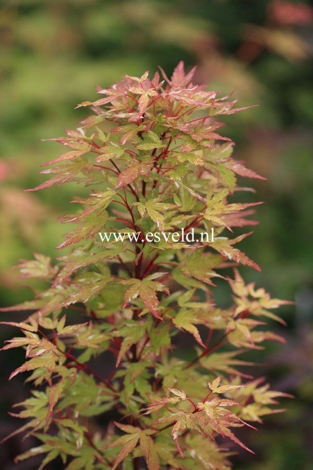 Acer palmatum 'Ryoku-u'