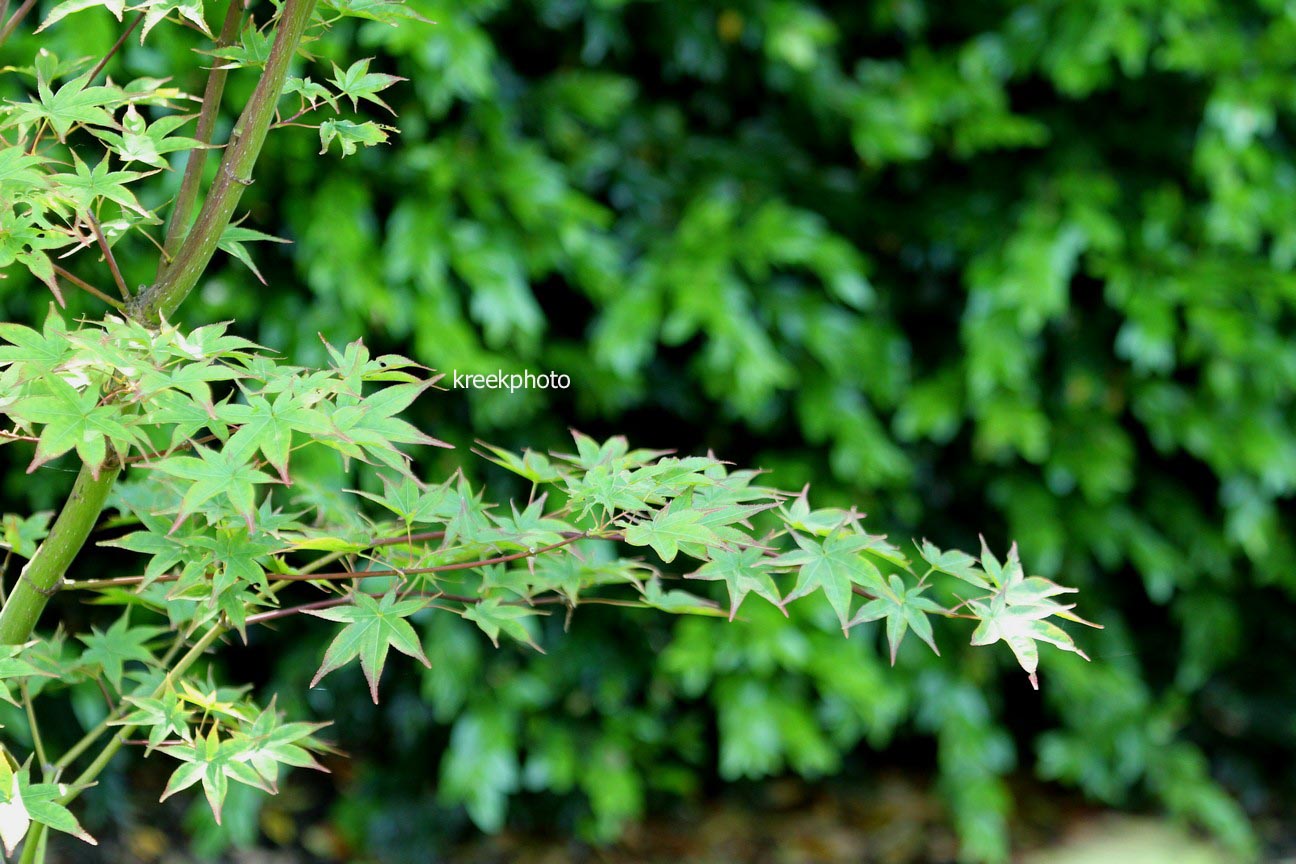 Acer palmatum 'Saku'