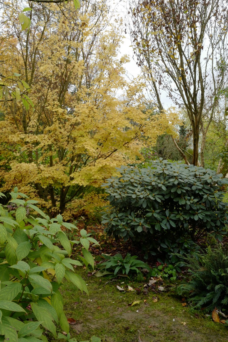 Acer palmatum 'Sango-kaku'