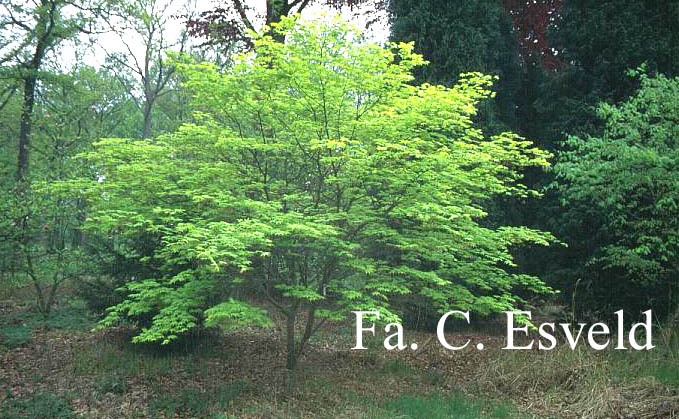 Acer palmatum 'Saoshika'