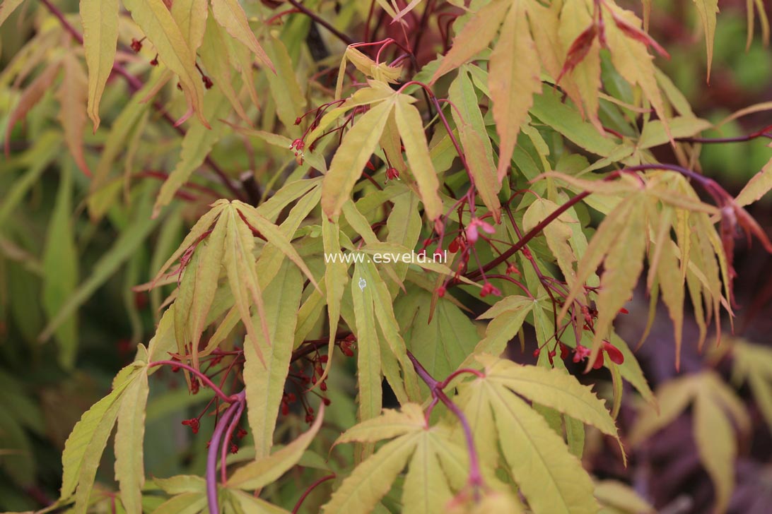 Acer palmatum 'Scolopendrifolium'
