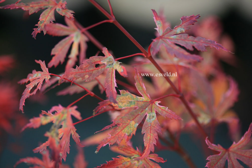 Acer palmatum 'Searle's Variegated'